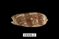 藏品(錦綢榧螺)的圖片